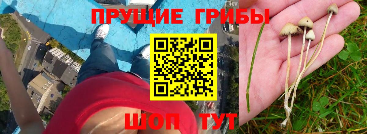 Галлюциногенные грибы Psilocybine cubensis  Вход с VPN  Галлюциногенные грибы Psilocybine cubensis  Дмитров 